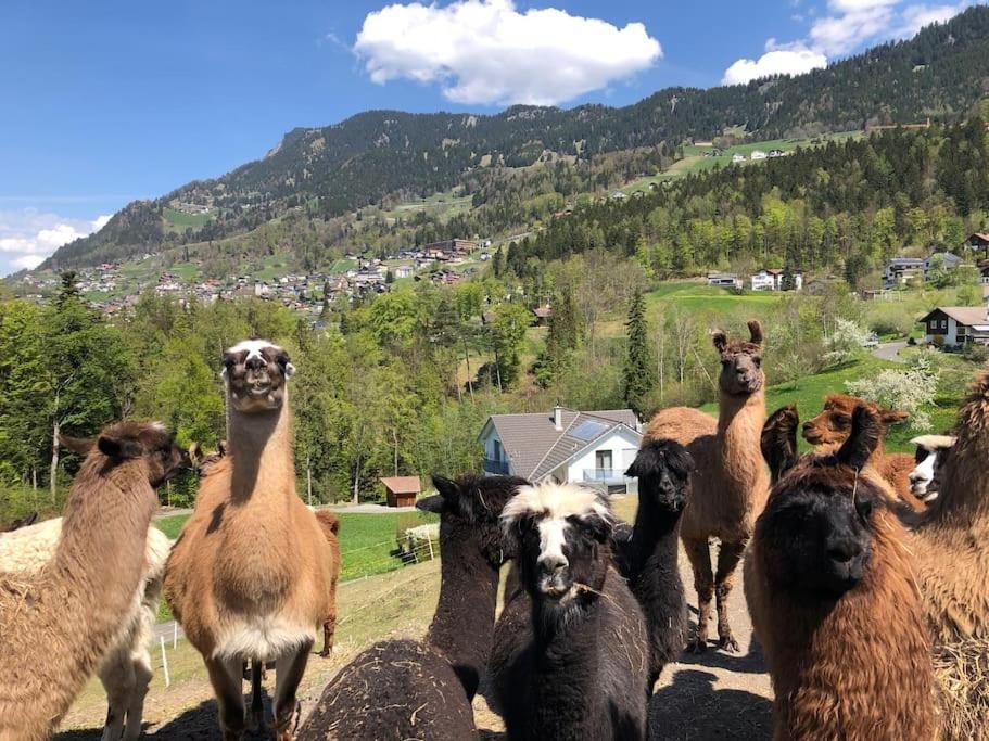 Hotel Jurte Beim Lama- & Alpakahof Triesenberg Esterno foto