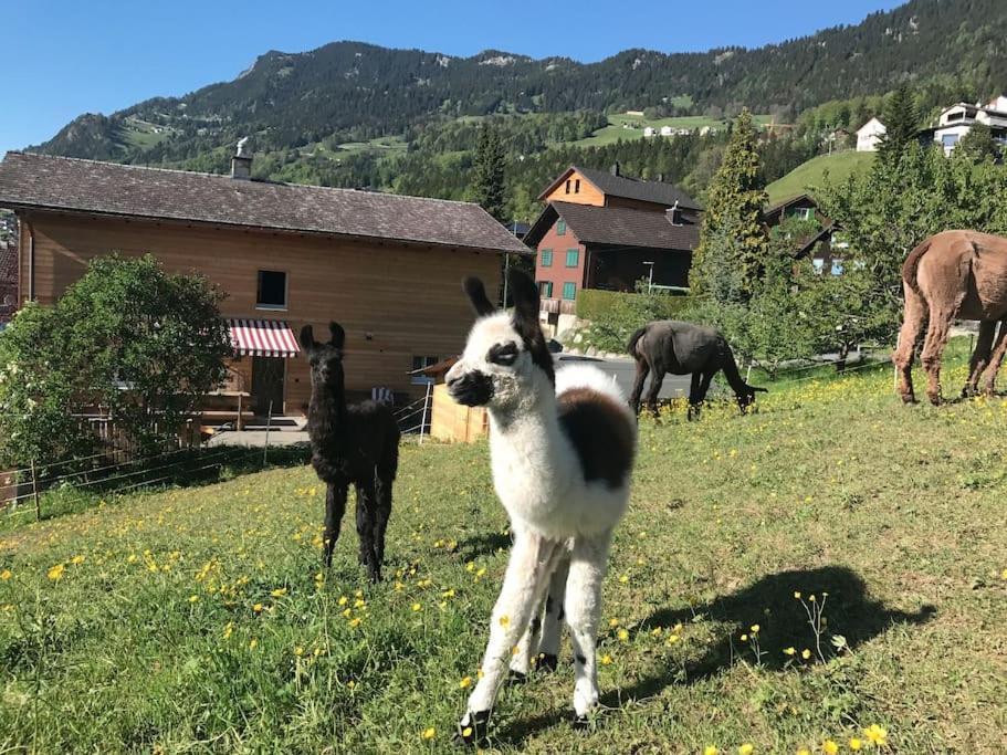 Hotel Jurte Beim Lama- & Alpakahof Triesenberg Esterno foto