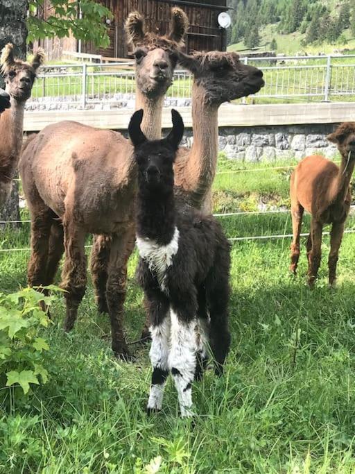 Hotel Jurte Beim Lama- & Alpakahof Triesenberg Esterno foto