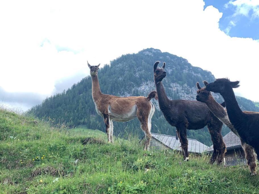 Hotel Jurte Beim Lama- & Alpakahof Triesenberg Esterno foto