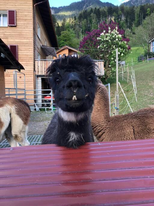 Hotel Jurte Beim Lama- & Alpakahof Triesenberg Esterno foto