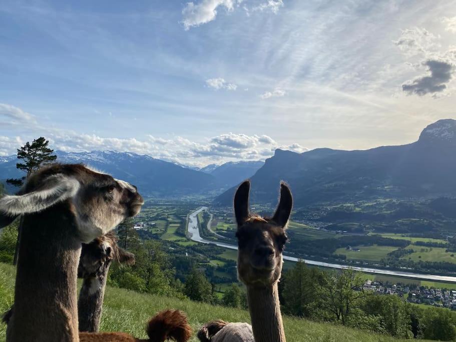 Hotel Jurte Beim Lama- & Alpakahof Triesenberg Esterno foto